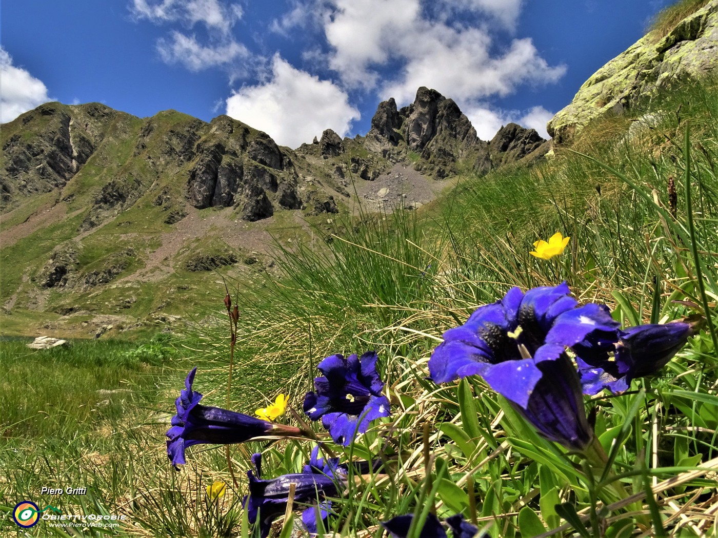35 Gentiana acaulis (Genziana di Koch) al lago superiore con Valletto.JPG